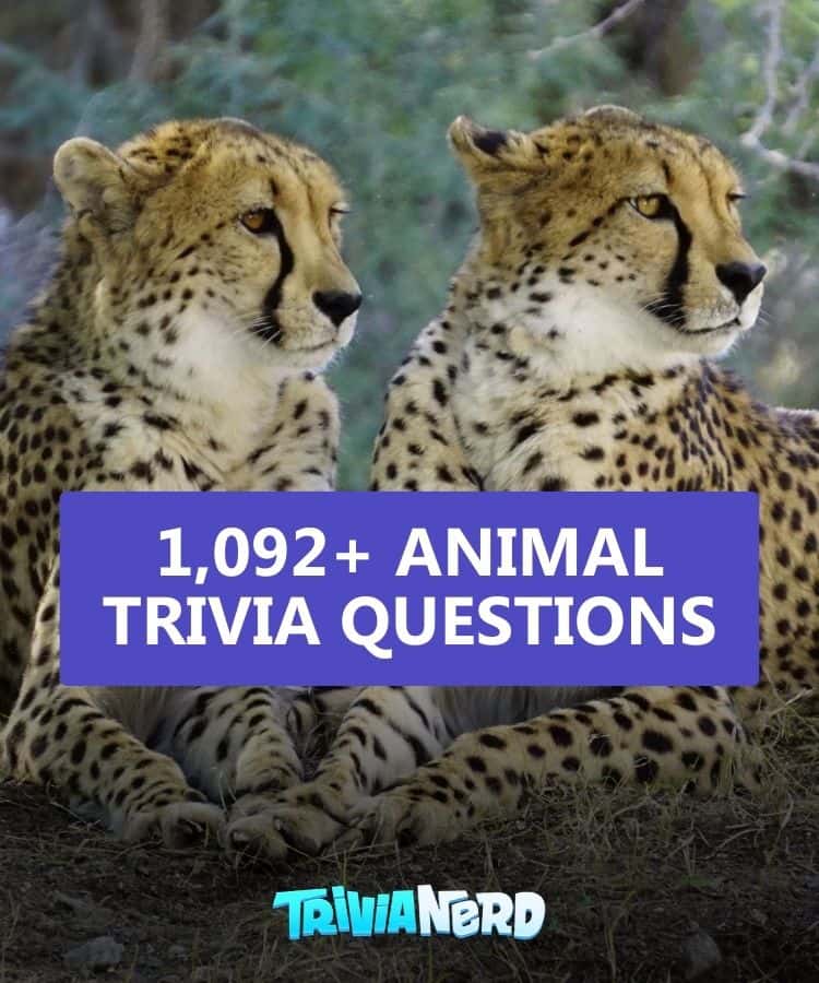 97+ Animal Trivia Questions and Answers 