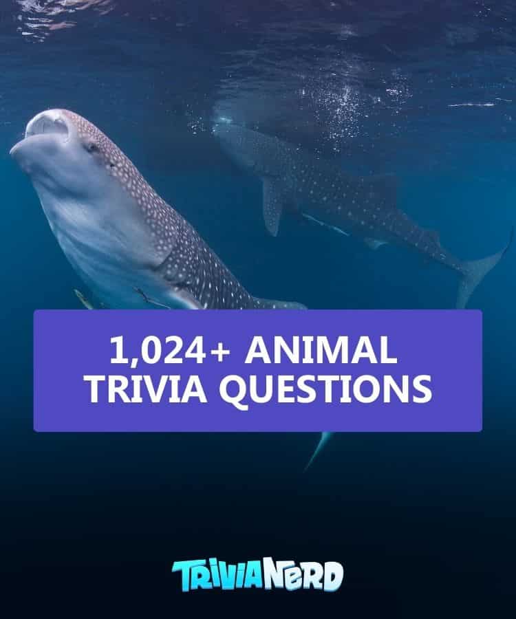 18+ Whale Trivia Questions and Answers 